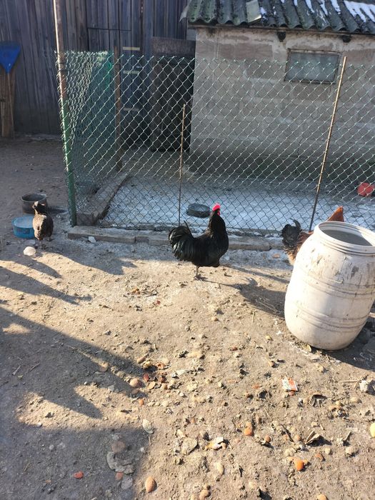 Sprzedam koguty ozdobne