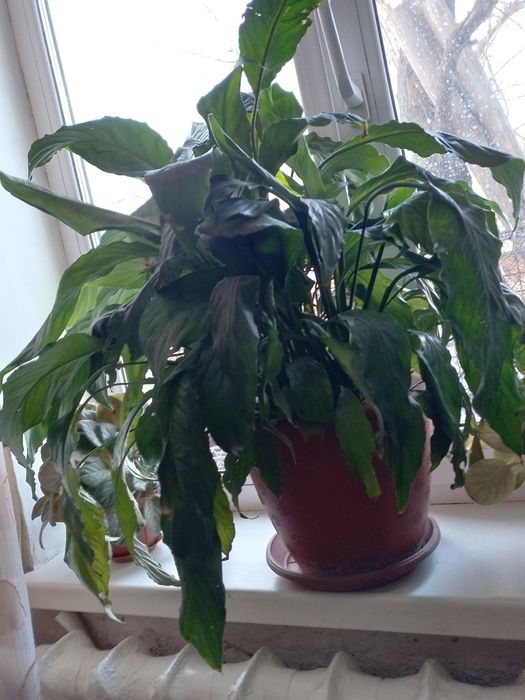 Продам красиві ,квітучі ,кімнатні  рослини