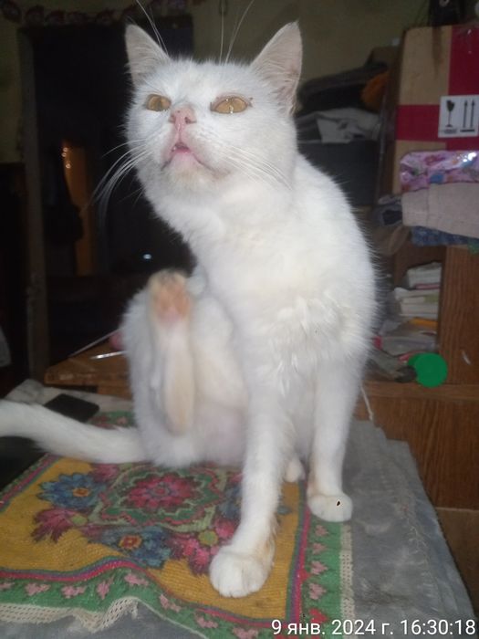 Віддам в добрі руки