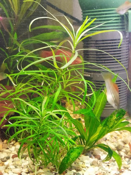 Pogostemon octopus (sadzonka)