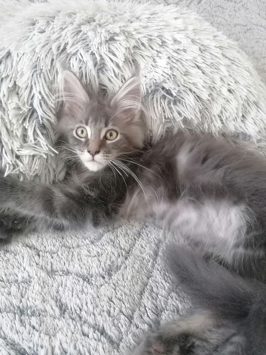 Бронь. Котик мейн-кун .