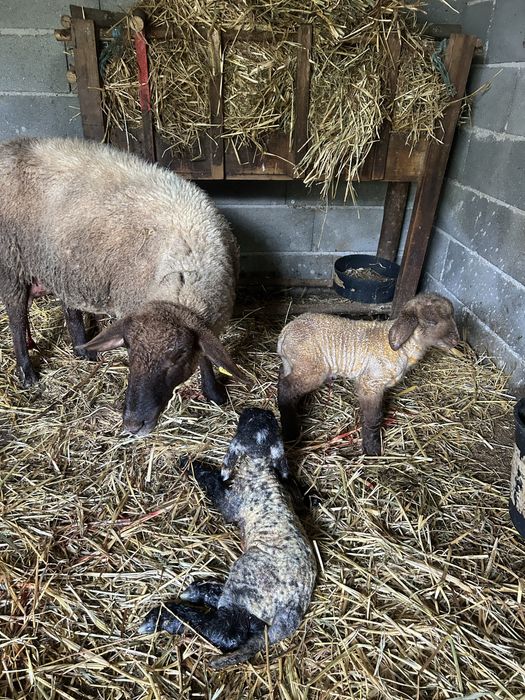 Ovelhas traçadas de suffolk