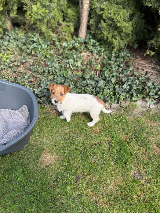 Jack Russell Terrier # SMARTIE JACKS # rodzice ZKwP/FCI suczka z lewej