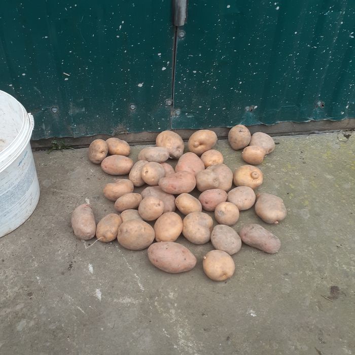 Картопля домашня велика та посадкова