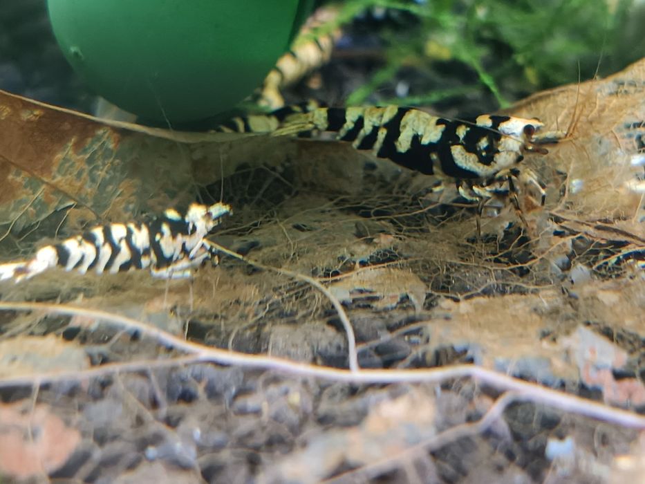 Fancy Tiger Black