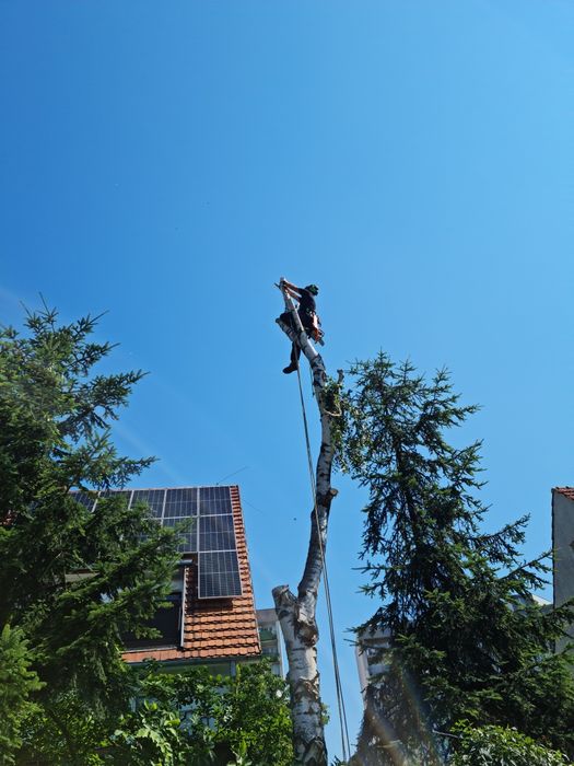 Arborysta, alpinistyczna wycinka i pielęgnacja drzew, zrębkowanie
