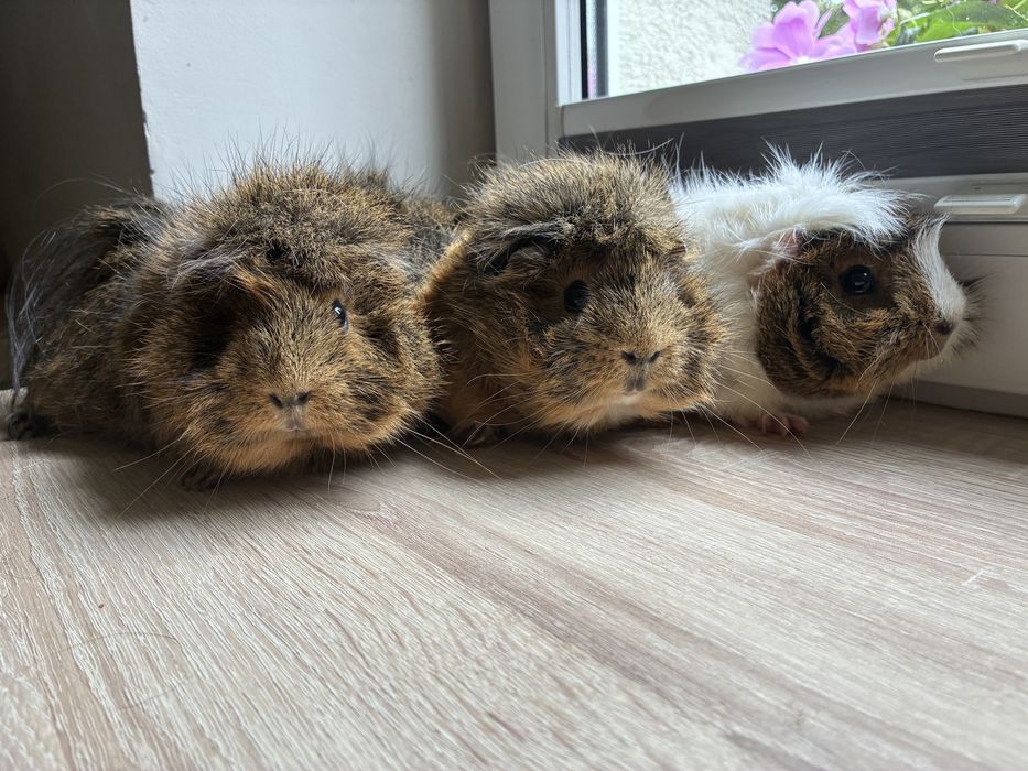 Oddam świnki morskie