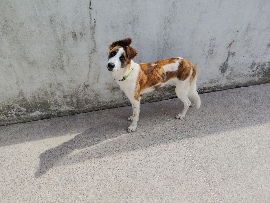 Estadia Familiar para o seu Cão - Jardim, Brincadeira e Mimos em Ambiente Familiar