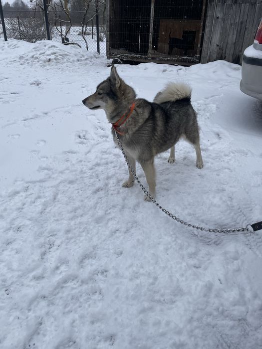 Продам лайку ЗСЛ