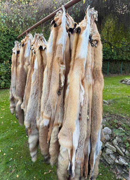 Skóry z lisa rudego wygarbowane