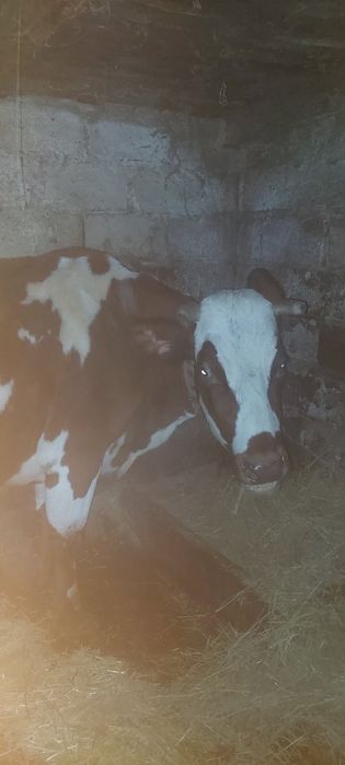 Продам корову в запуске