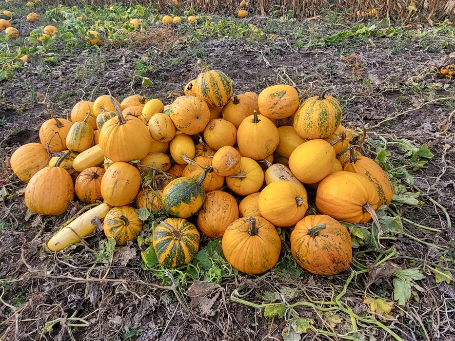 Продам кабак, ґарбуз