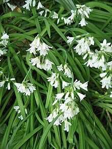 Plantas de Allium triquetrum com flores ou bolbos