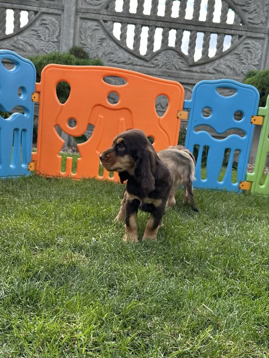 Szczeniak Cocker Spaniel Angielski - Chłopiec Czekoladowy