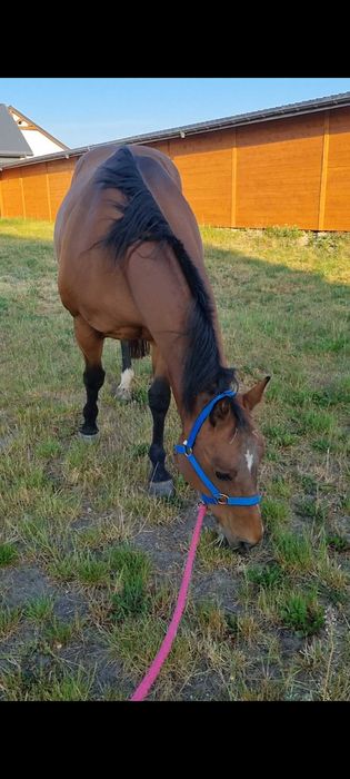 Sprzedam konie AQH, APH (redukcja stada)