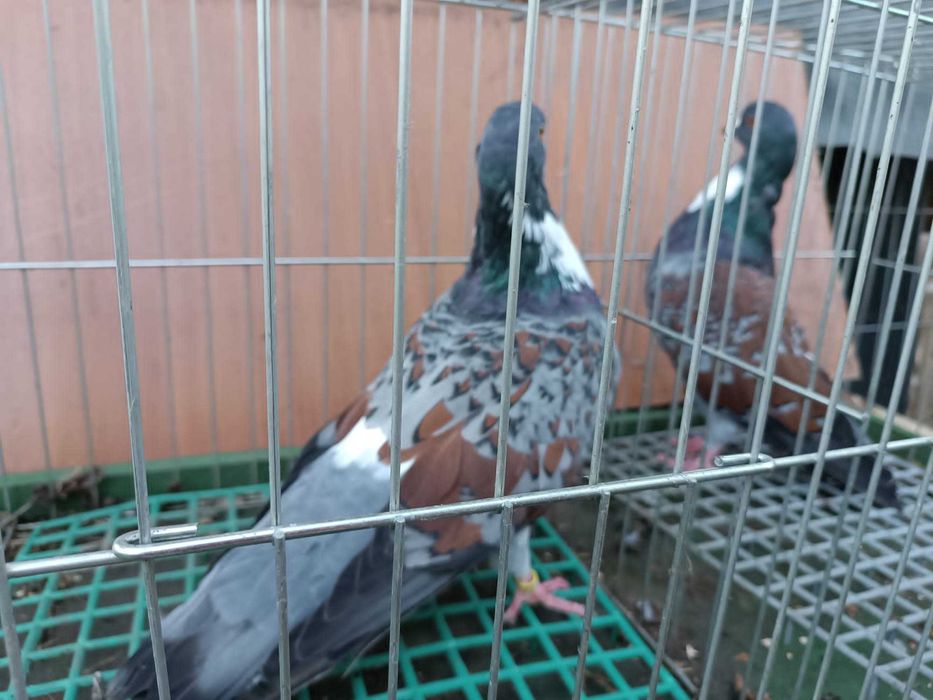 Koszua golębie ozdobne