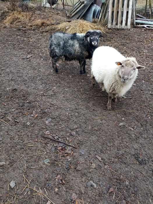 Zamienię tryka barana