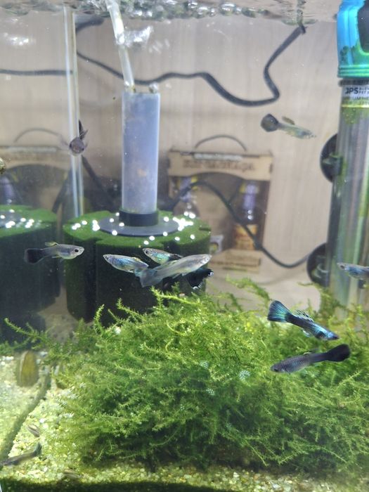 Guppy Azul Metálico Neon