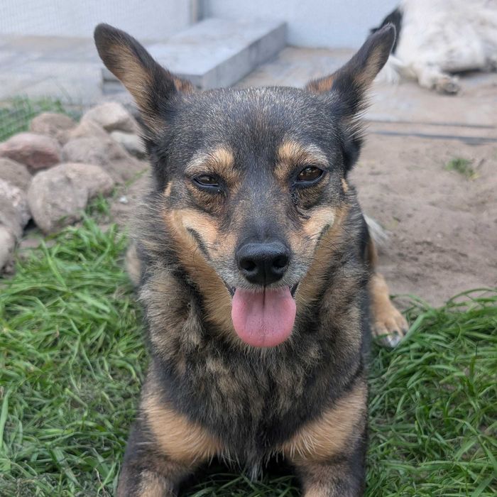 Bura - suczka po przejściach czeka na kochający dom
