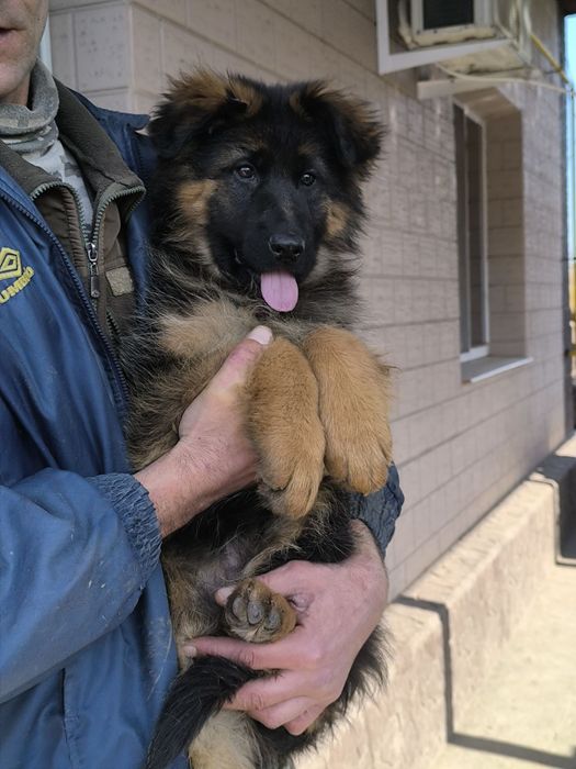 Щенки немецкой овчарки