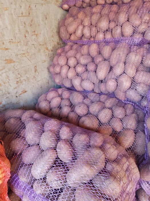 Продам картоплю гарної якості