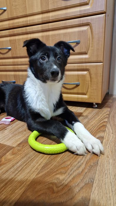 Шукає дім Міла 5,5 міс, оброблена, щеплена