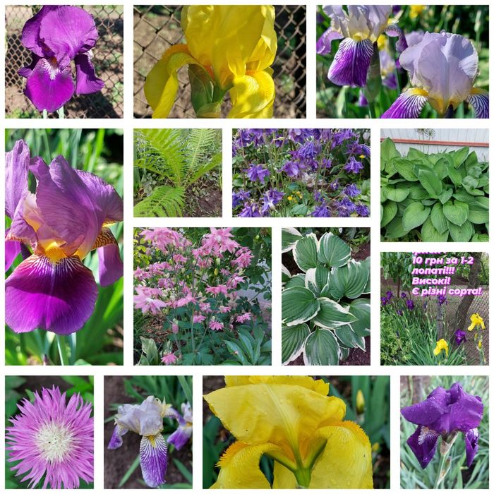 Іриси або Півники,хоста,папороть,дзвіночки