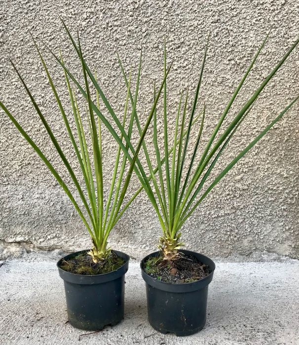 Juka ogrodowa.  Do zamówienia powyżej 10sztuk 2sztuki gratis !