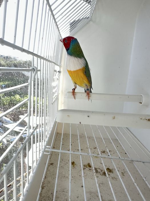 Diamantes gould machos