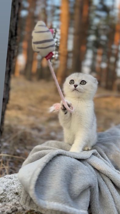 Шотландська срібляста шиншила дівчинка киця висловушка