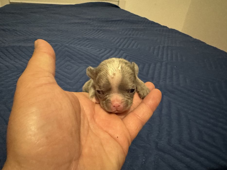 Buldogue frances