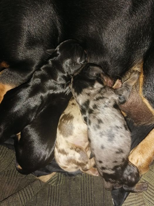 Чистокровні міні такси