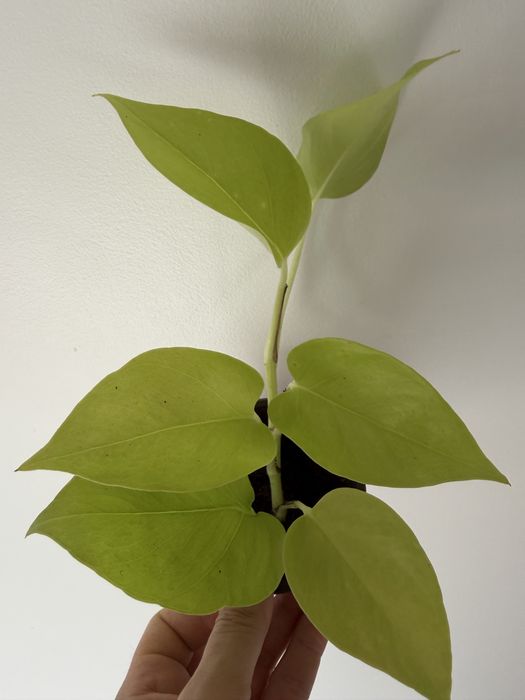 Epipremnum Lemon Lime