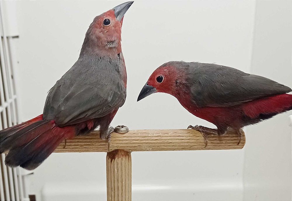 Ptaki egzotyczne, Amarandka zmienna - ( Lagnosticta rubricata )