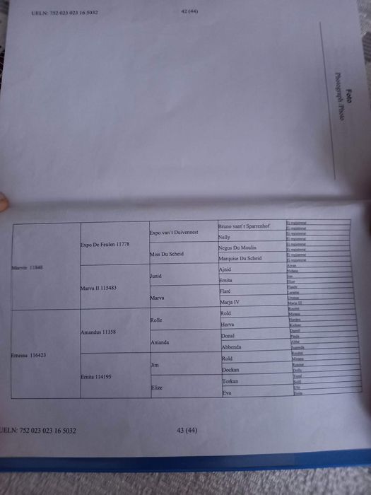 Ogier Mario urokliwy arden szwedzki