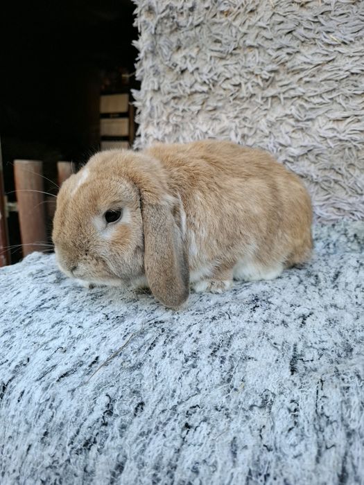 Sprzedam samca mini lop
