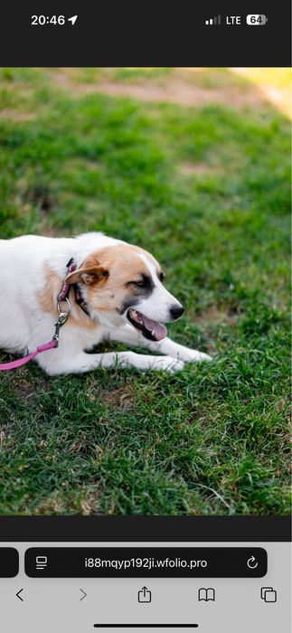 Прилаштовується собака