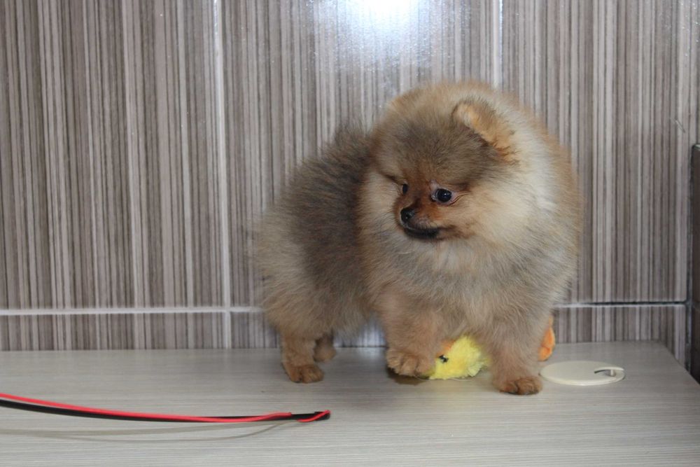 Продам щеночков померанского Шпица