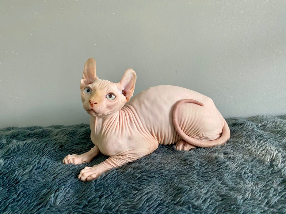 Sfinks SPHINX dzieciak wyjątkowy kotek