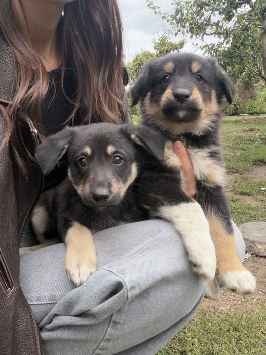 Віддамо цуценят в добрі руки!