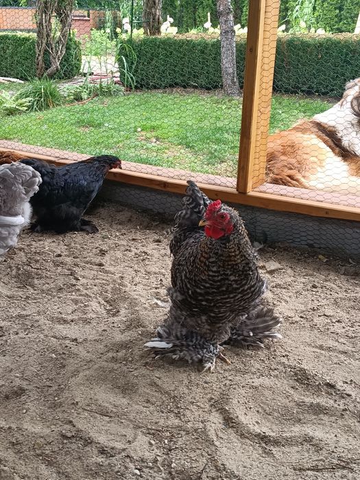 Jajka lęgowe kochin miniaturowy