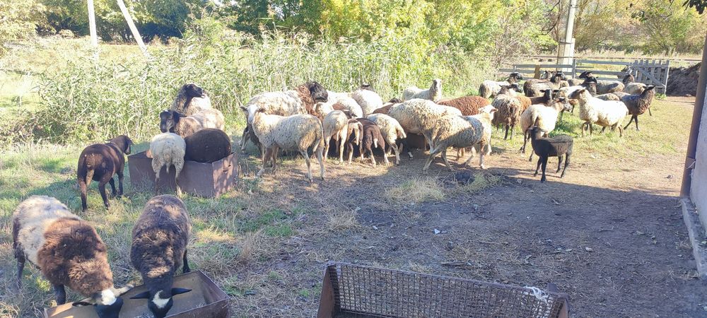 Продам баранів і овець