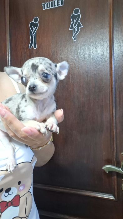 Macho chihuahua mini