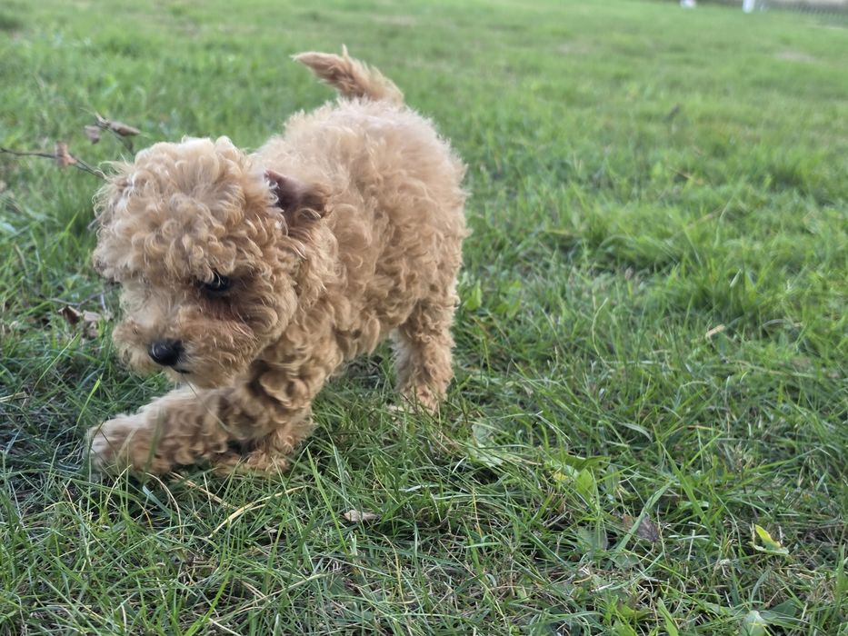 Maltipoo szczenię    z metryką