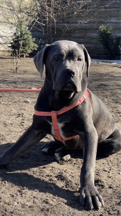 В добрі руки дівчинка Кане корсо