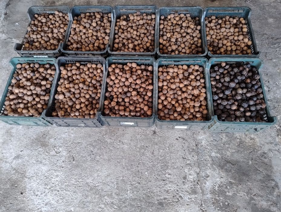 Orzechy włoskie  sezon 2025