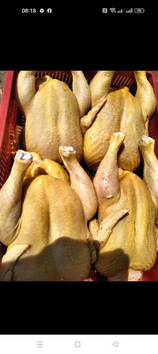 Бройлер домашній