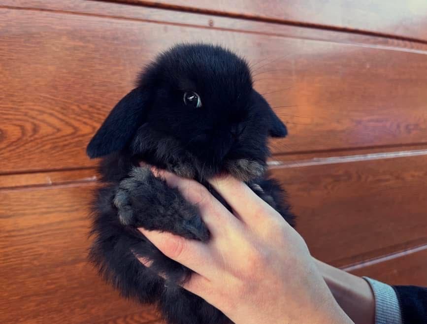 Karzełek Baranek/Mini Lop - Rodowód/Metryka Królik Króliki