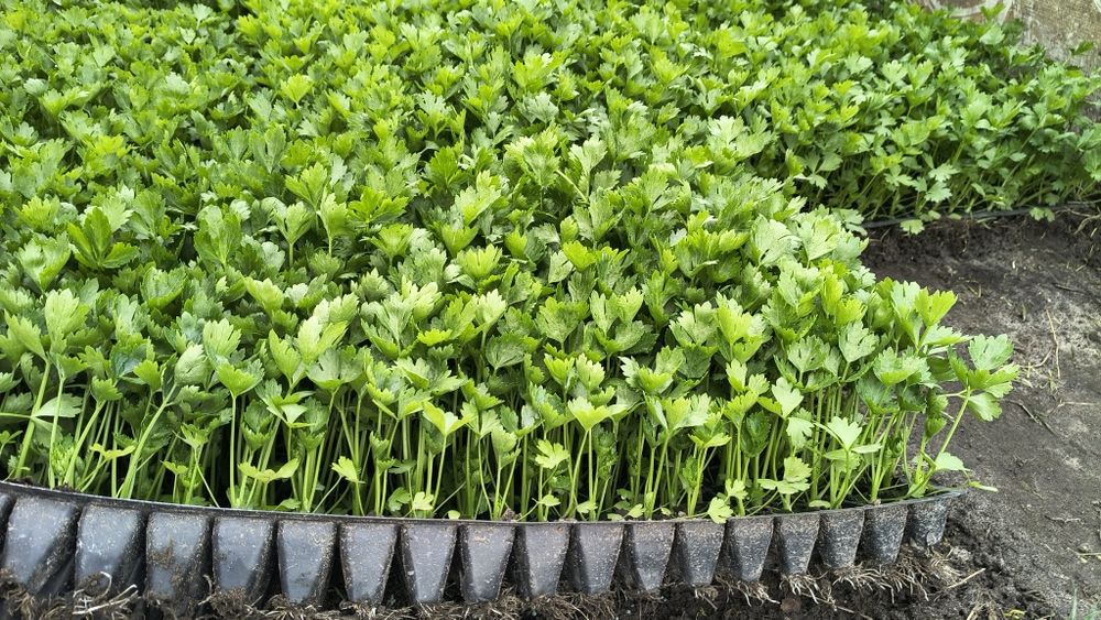 Sadzonka selera Talar