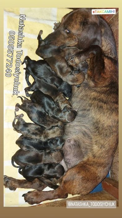 Бронюємо тигрят і рижих мраморят